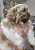 Male Liver & White , a male Shih Tzu for sale in Salisbury, NC – Photo 2 of 8