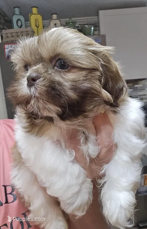 Male Liver & White  – Shih Tzu puppy for sale in Salisbury, NC