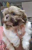 Male Liver & White , a male Shih Tzu for sale in Salisbury, NC – Photo 1 of 8