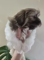 Male Liver & White , a male Shih Tzu for sale in Salisbury, NC – Photo 8 of 8