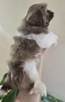 Male Liver & White , a male Shih Tzu for sale in Salisbury, NC – Photo 5 of 8