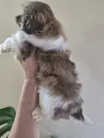 Male Liver & White , a male Shih Tzu for sale in Salisbury, NC – Photo 3 of 8