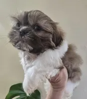 Male Liver & White , a male Shih Tzu for sale in Salisbury, NC – Photo 6 of 8