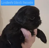 Louise's Black w/Wht chest, a female Shih Tzu for sale in Salisbury, NC – Photo 3 of 10
