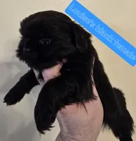 Louise's Black w/Wht chest, a female Shih Tzu for sale in Salisbury, NC – Photo 7 of 10