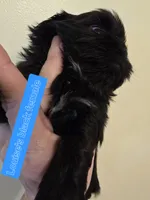 Louise's Black w/Wht chest, a female Shih Tzu for sale in Salisbury, NC – Photo 10 of 10