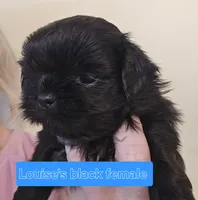 Louise's Black w/Wht chest, a female Shih Tzu for sale in Salisbury, NC – Photo 1 of 10