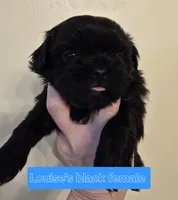 Louise's Black w/Wht chest, a female Shih Tzu for sale in Salisbury, NC – Photo 2 of 10