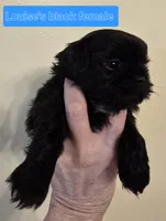 Louise's Black w/Wht chest, a female Shih Tzu for sale in Salisbury, NC – Photo 6 of 10