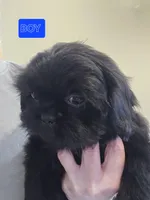 Trixie's Black Male, a male Shih Tzu for sale in Salisbury, NC – Photo 7 of 8