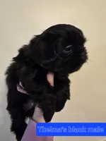 Trixie's Black Male, a male Shih Tzu for sale in Salisbury, NC – Photo 5 of 8