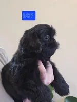 Trixie's Black Male, a male Shih Tzu for sale in Salisbury, NC – Photo 4 of 8