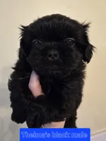 Trixie's Black Male, a male Shih Tzu for sale in Salisbury, NC – Photo 6 of 8