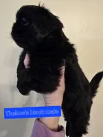 Trixie's Black Male, a male Shih Tzu for sale in Salisbury, NC – Photo 4 of 8