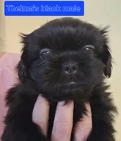 Trixie's Black Male, a male Shih Tzu for sale in Salisbury, NC – Photo 3 of 8