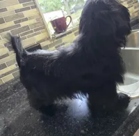 Trixie's Black Male, a male Shih Tzu for sale in Salisbury, NC – 6 of 8