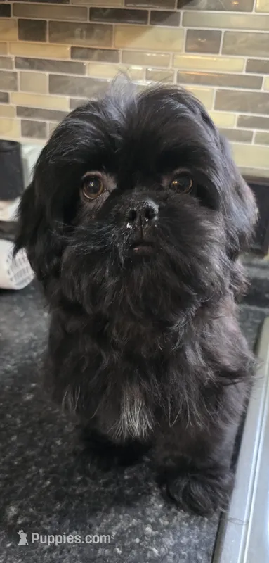 Trixie's Black Male – Shih Tzu puppy for sale in Salisbury, NC
