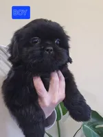 Trixie's Black Male, a male Shih Tzu for sale in Salisbury, NC – Photo 5 of 8