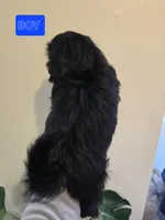 Trixie's Black Male, a male Shih Tzu for sale in Salisbury, NC – Photo 3 of 8