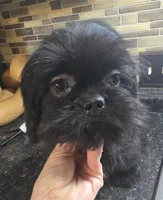 Trixie's Black Male, a male Shih Tzu for sale in Salisbury, NC – 3 of 8
