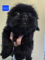 Trixie's Black Male, a male Shih Tzu for sale in Salisbury, NC – Photo 6 of 8