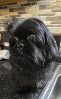 Trixie's Black Male, a male Shih Tzu for sale in Salisbury, NC – 4 of 8