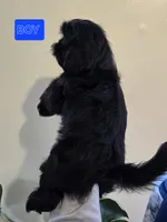 Trixie's Black Male, a male Shih Tzu for sale in Salisbury, NC – Photo 2 of 8