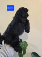 Trixie's Black Male, a male Shih Tzu for sale in Salisbury, NC – Photo 8 of 8