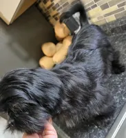 Trixie's Black Male, a male Shih Tzu for sale in Salisbury, NC – 7 of 8