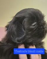 Trixie's Black Male, a male Shih Tzu for sale in Salisbury, NC – Photo 2 of 8