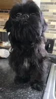 Trixie's Black Male, a male Shih Tzu for sale in Salisbury, NC – 2 of 8