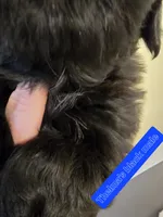 Trixie's Black Male, a male Shih Tzu for sale in Salisbury, NC – Photo 8 of 8