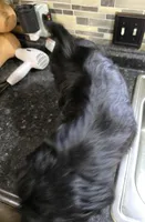Trixie's Black Male, a male Shih Tzu for sale in Salisbury, NC – 8 of 8