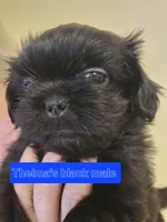 Trixie's Black Male, a male Shih Tzu for sale in Salisbury, NC – Photo 1 of 8