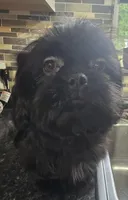 Trixie's Black Male, a male Shih Tzu for sale in Salisbury, NC – 5 of 8