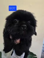 Trixie's Black Male, a male Shih Tzu for sale in Salisbury, NC – Photo 1 of 8