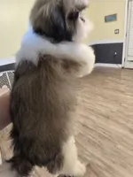 Tri Color Female, a female Shih Tzu for sale in Salisbury, NC – 8 of 10