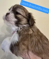 Luna's Liver &White , a male Shih Tzu for sale in Salisbury, NC – Photo 9 of 9