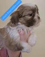 Luna's Liver &White , a male Shih Tzu for sale in Salisbury, NC – Photo 1 of 9