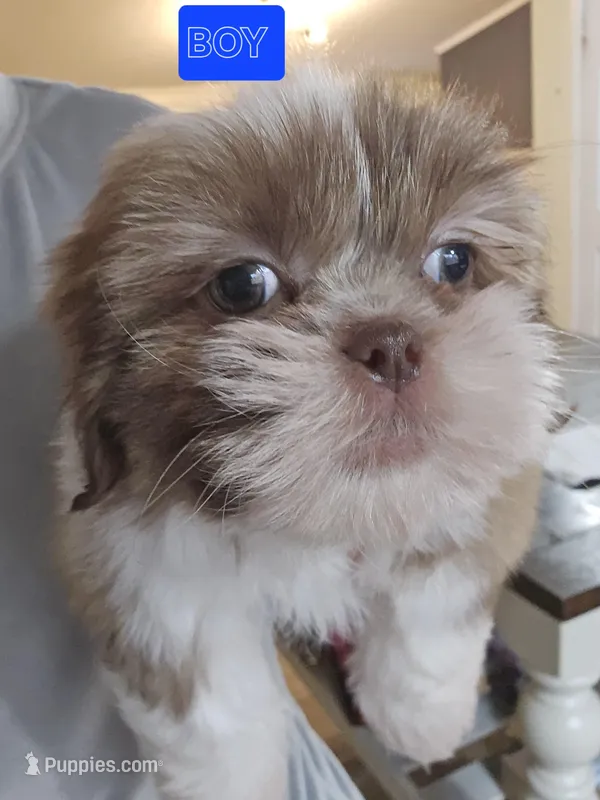 Luna's Liver &White  – Shih Tzu puppy for sale in Salisbury, NC