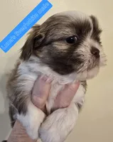 Luna's Liver &White , a male Shih Tzu for sale in Salisbury, NC – Photo 6 of 9