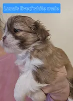 Luna's Liver &White , a male Shih Tzu for sale in Salisbury, NC – Photo 8 of 9