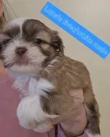 Luna's Liver &White , a male Shih Tzu for sale in Salisbury, NC – Photo 7 of 9