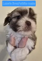 Luna's Liver &White , a male Shih Tzu for sale in Salisbury, NC – Photo 4 of 9