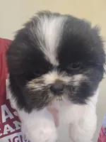 Black & White Male, a male Shih Tzu for sale in Salisbury, NC – 9 of 10