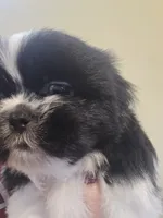 Black & White Male, a male Shih Tzu for sale in Salisbury, NC – 8 of 10