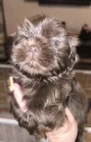 Female Liver , a female Shih Tzu for sale in Salisbury, NC – Photo 2 of 5