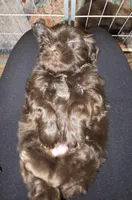 Female Liver , a female Shih Tzu for sale in Salisbury, NC – Photo 3 of 5