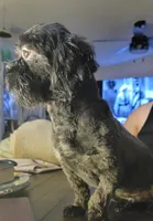 Jasper, a male Shih Tzu for sale in Salisbury, NC – Photo 9 of 10