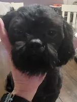 Jasper, a male Shih Tzu for sale in Salisbury, NC – Photo 2 of 10